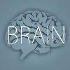 brain - новости из мира нейрофизиологии, нейробиологии